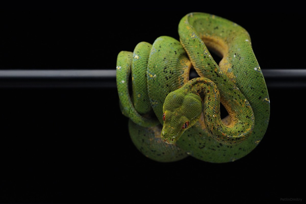 蛇,蟒蛇,绿色的蟒蛇