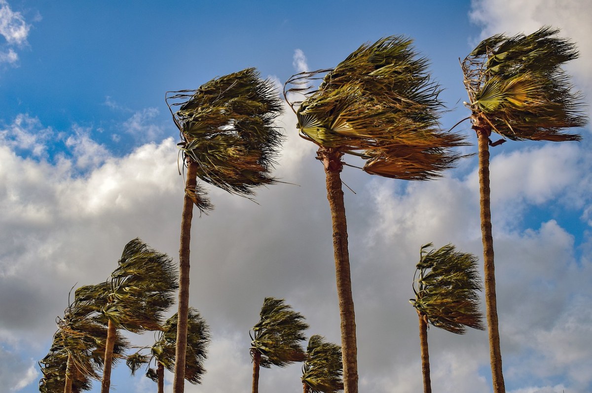 棕榈树,风,有风