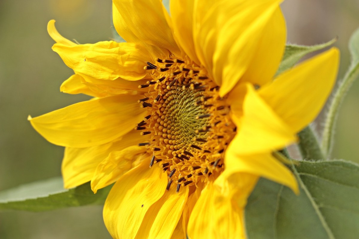 向日葵、小太阳的花朵、花免费图片