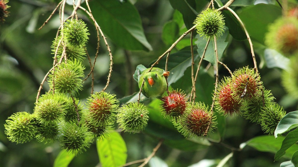 喀拉拉邦,印度,春天挂鹦鹉
