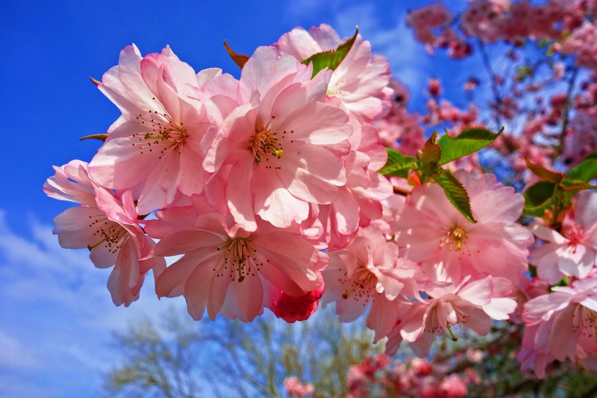春天绽放的粉色观赏樱花花朵免费图片
