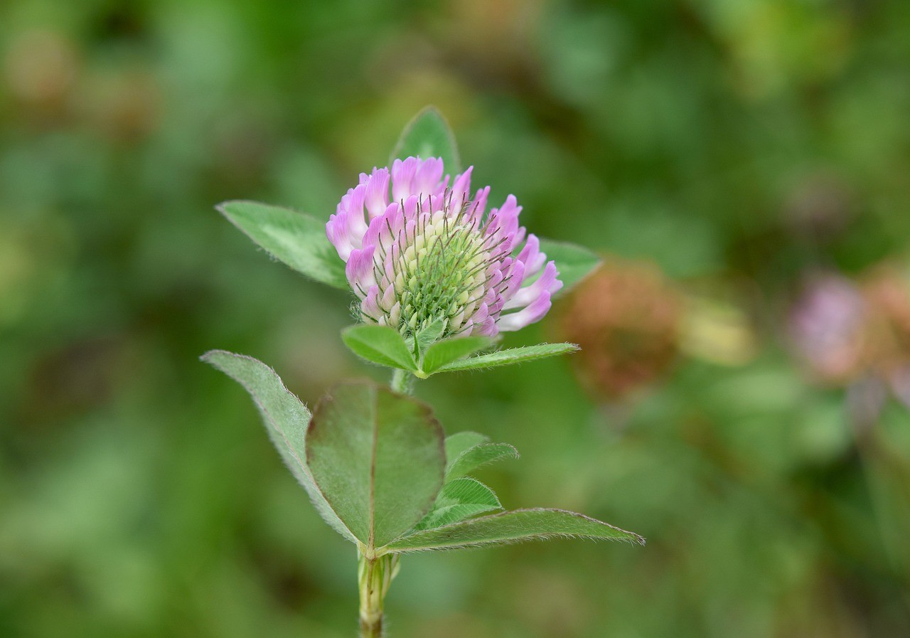 苜蓿花,绿色的树叶,性质