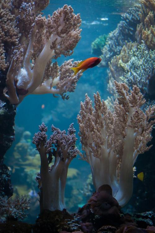 水族馆的珊瑚