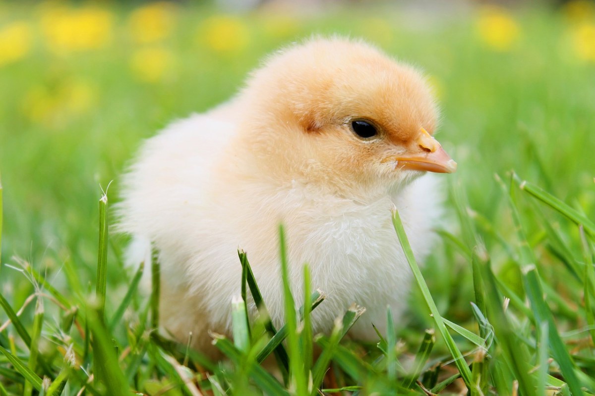 草地上可爱的小鸡图片免费图片