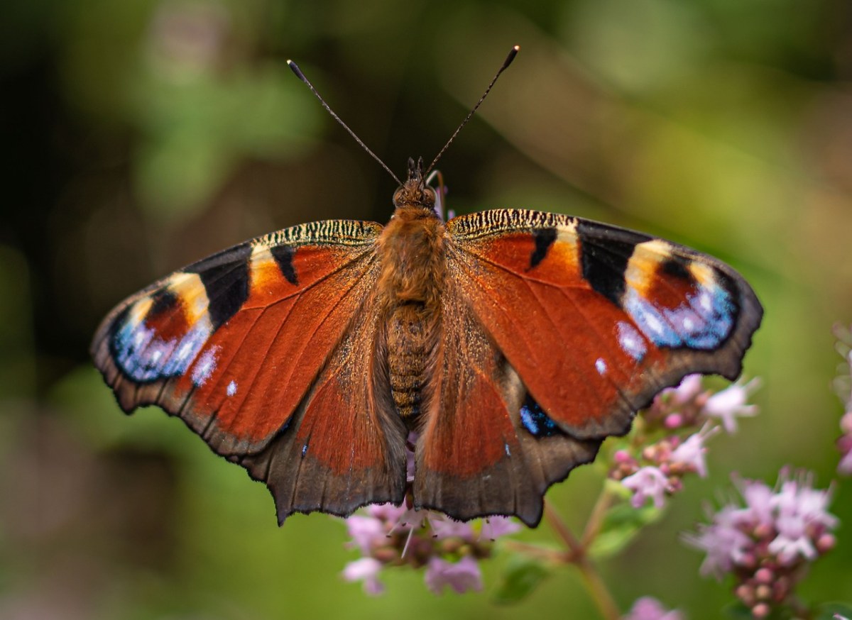 蝴蝶、孔雀蝴蝶、昆虫免费图片