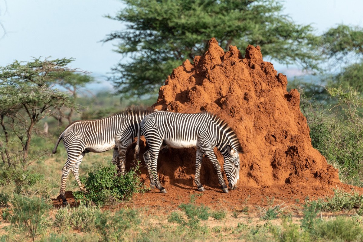斑马、非洲、野生动物园免费图片