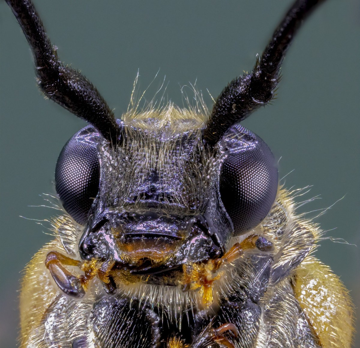 长角牛甲虫图片
