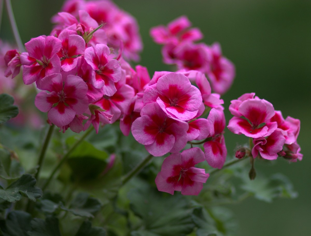天竺葵,花卉,粉红色