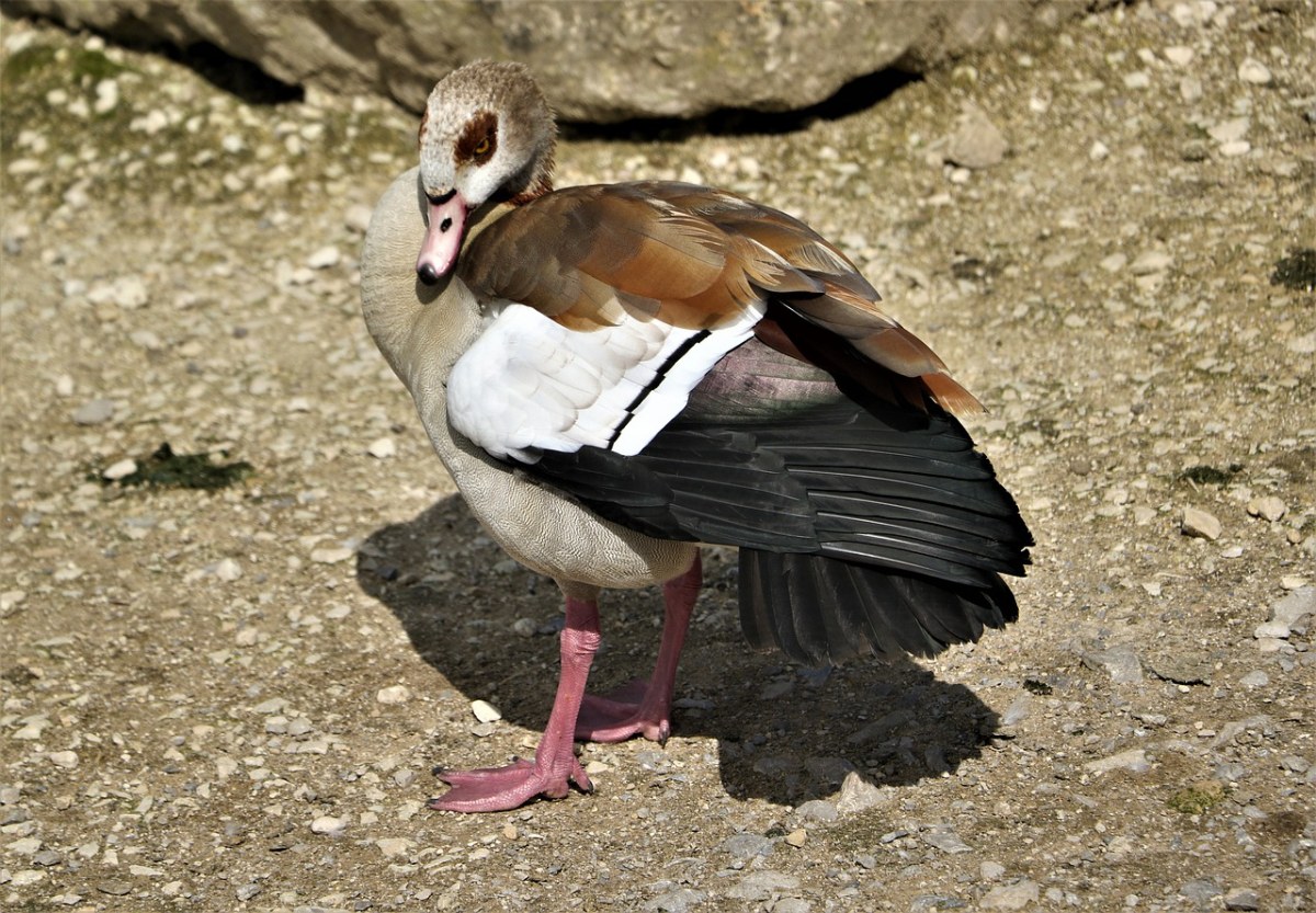 鴨鳧德雷克