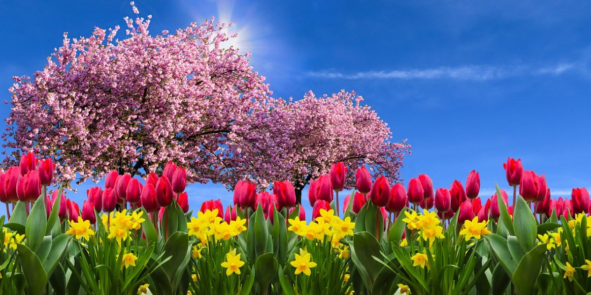 春天、鲜花、郁金香、黄水仙免费图片