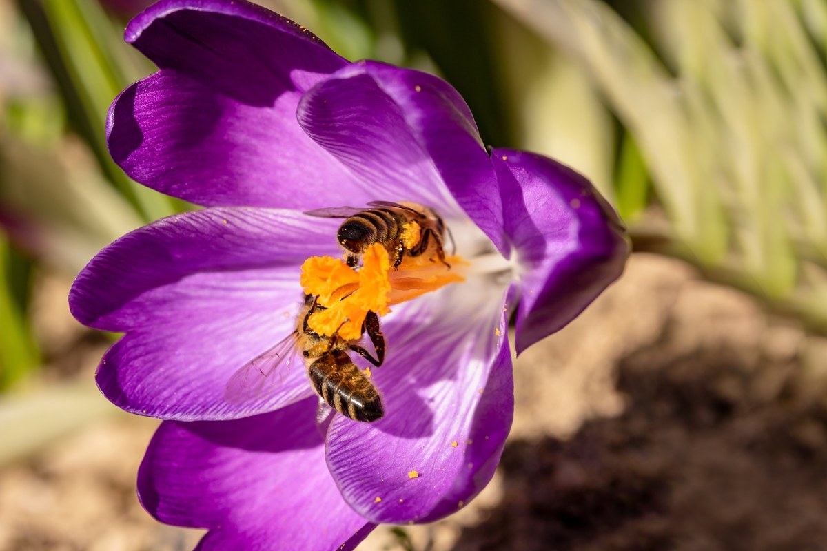 蜜蜂在藏红花花蕊采花免费图片