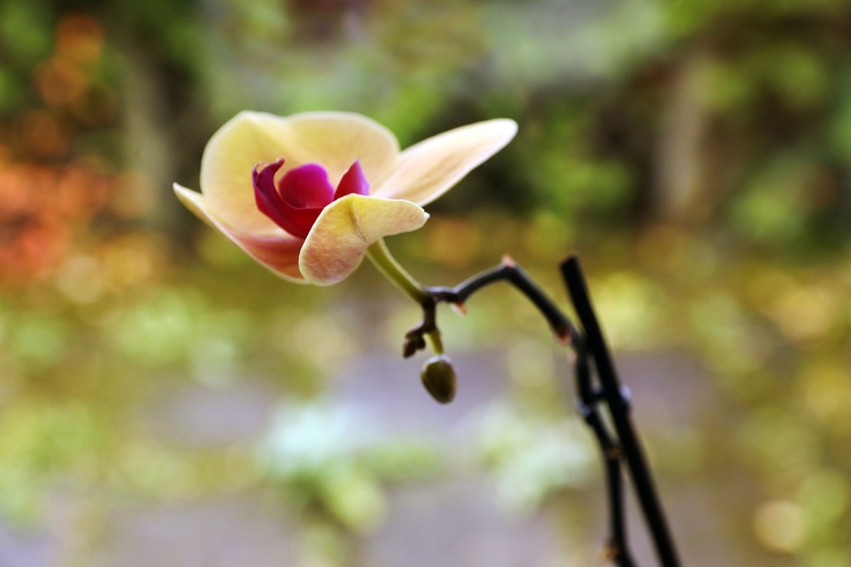 Orkidé、花、植物免费图片