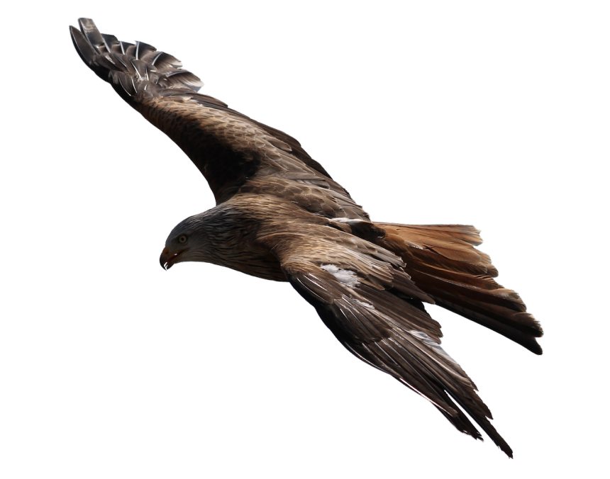 阿德勒猛禽鸷鸟