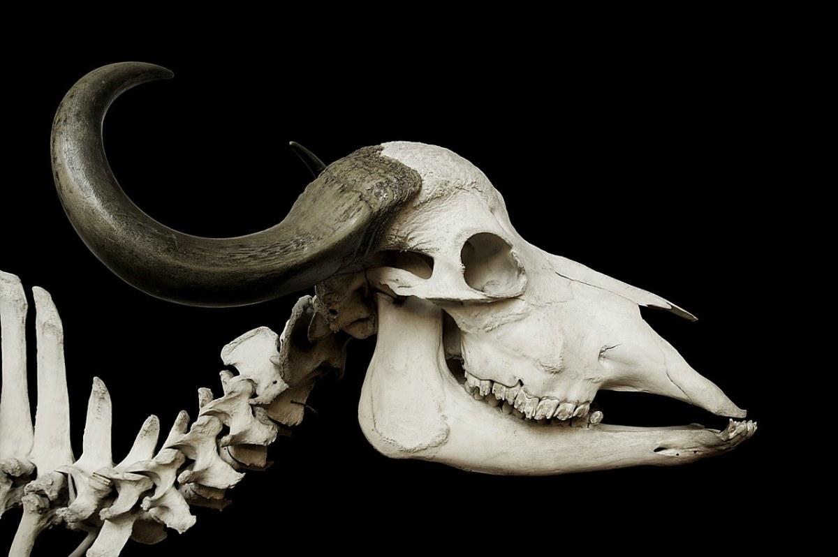牛头骨,头骨,非洲水牛,syncerus