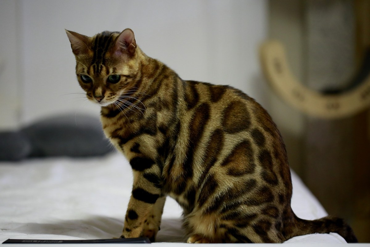 猫、孟加拉猫、宝贝猫免费图片