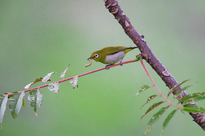 野生鳥類日本綠繡眼熱帶