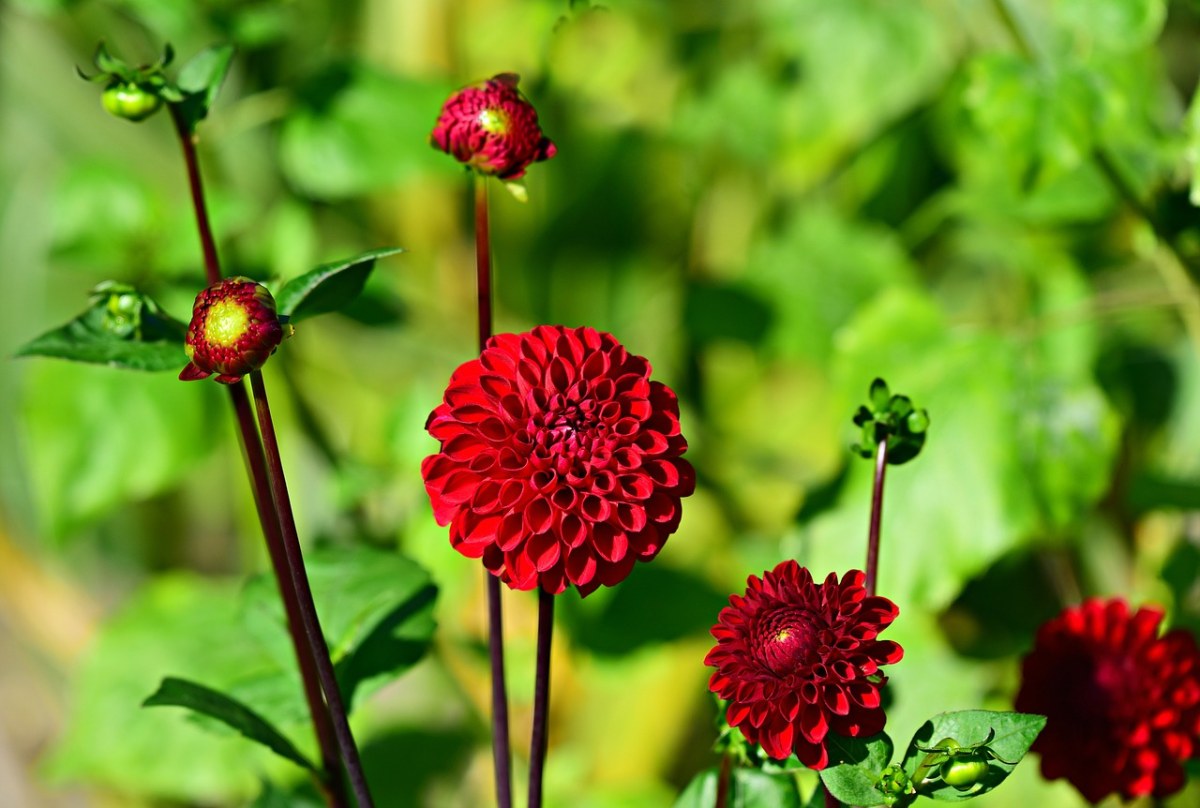 大丽花、花、植物免费图片