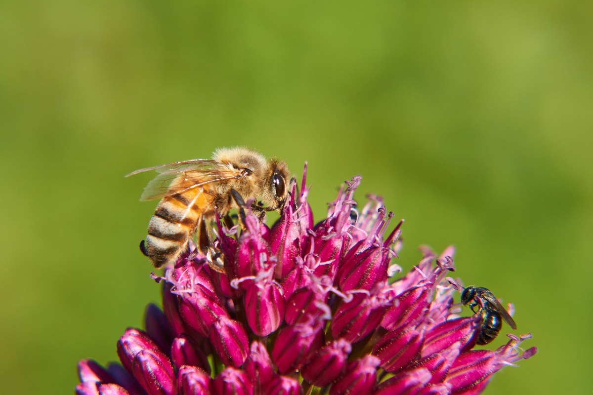 蜜蜂,黄蜂,昆虫