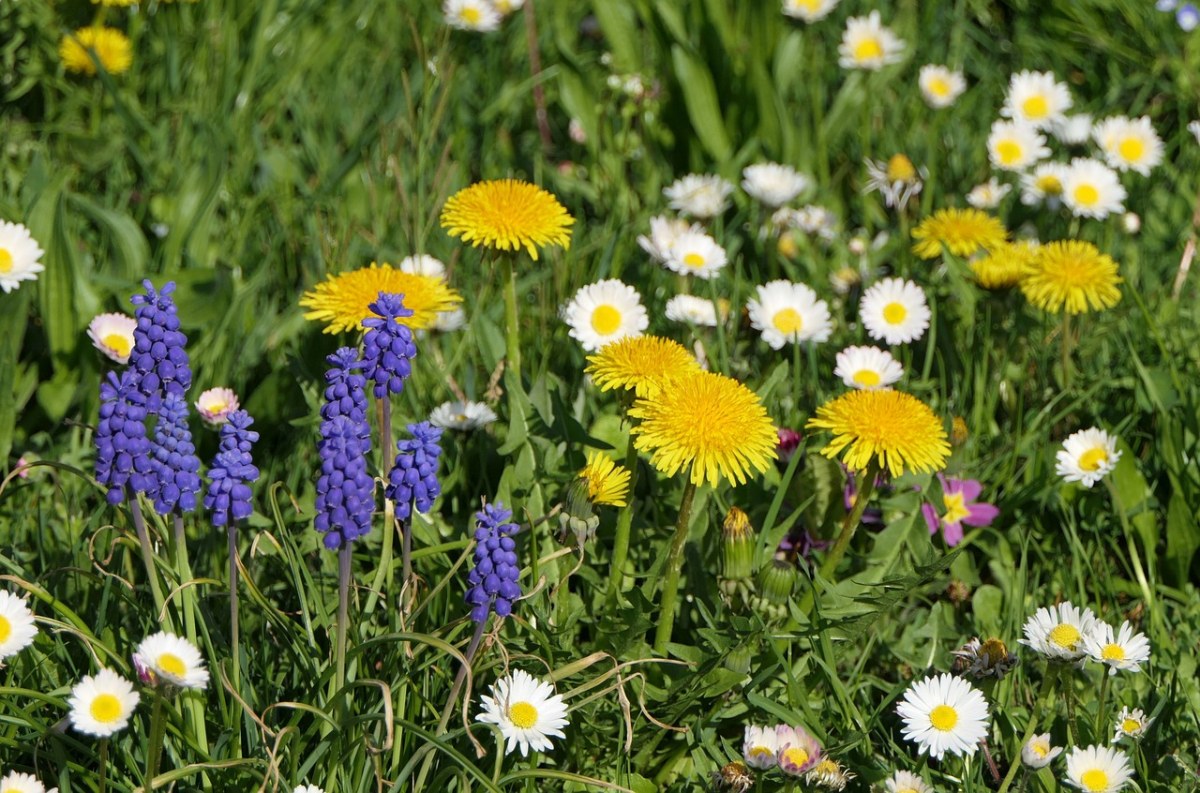 草地上形态各异的花朵免费图片