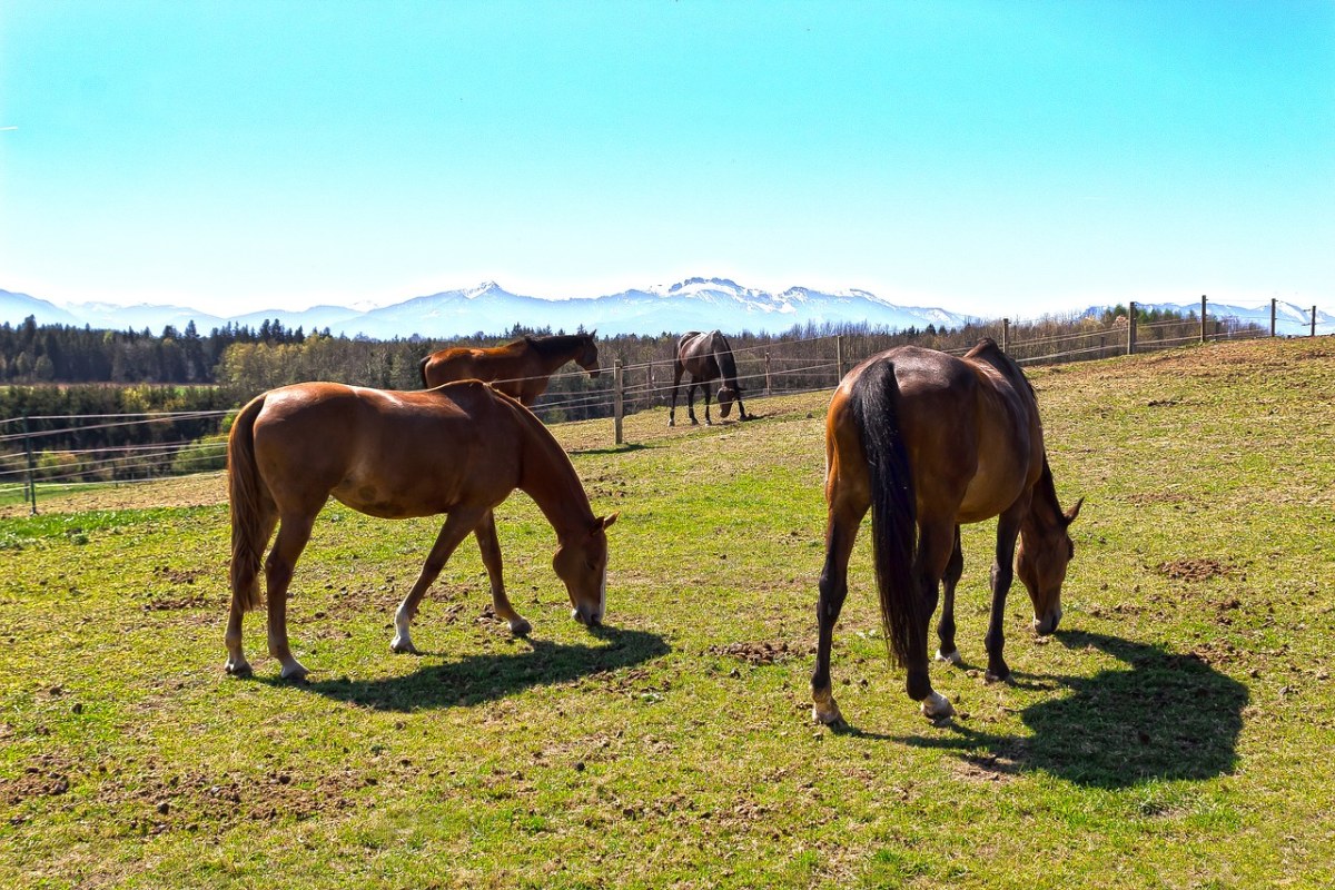 牧场的马匹图片免费图片