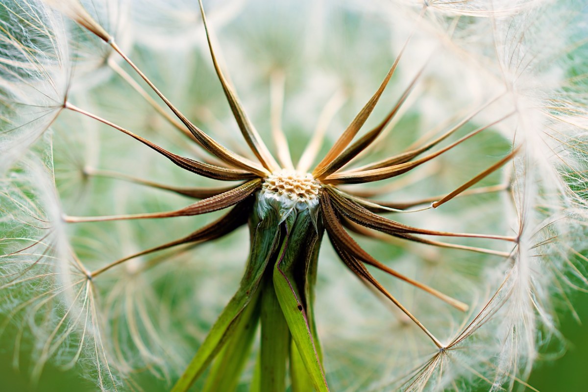 蒲公英、植物、种子免费图片