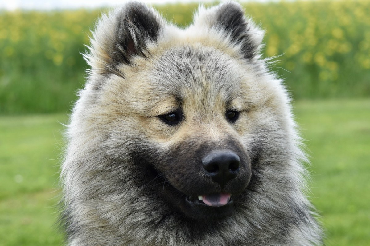 狗,年輕的狗eurasier,eurasier奧拉夫的藍色