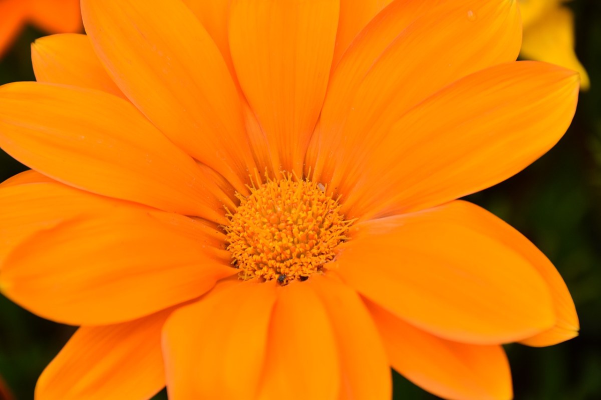 花、橙花瓣、雄蕊免费图片
