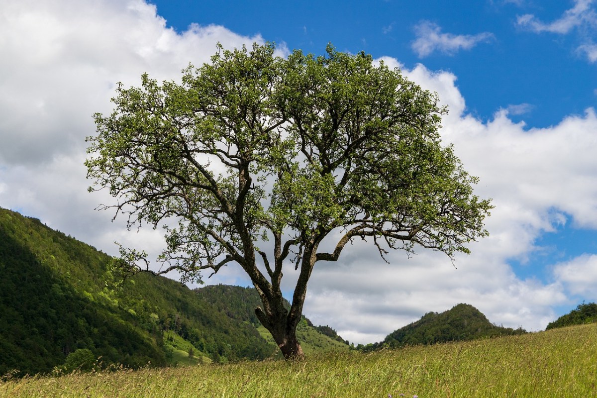 朗根布拉科、树、寂寞免费图片