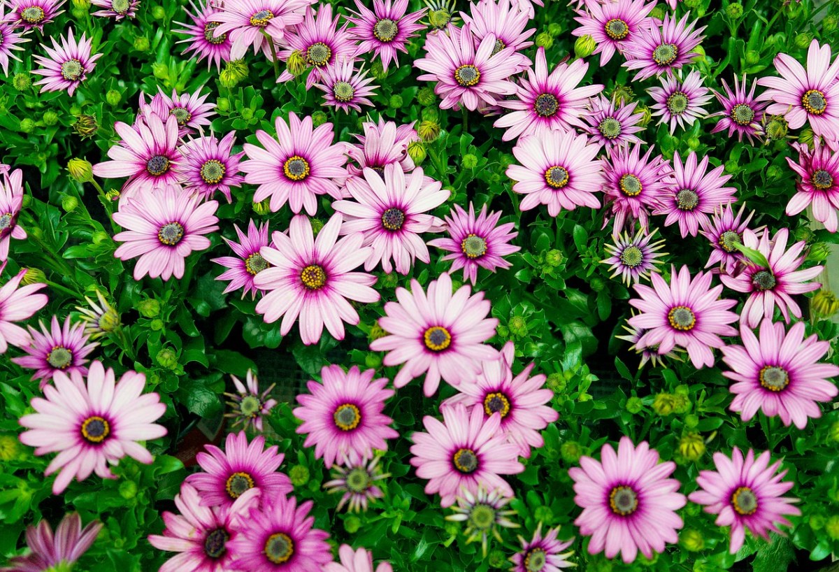 粉色的菊科花朵背景图片免费图片