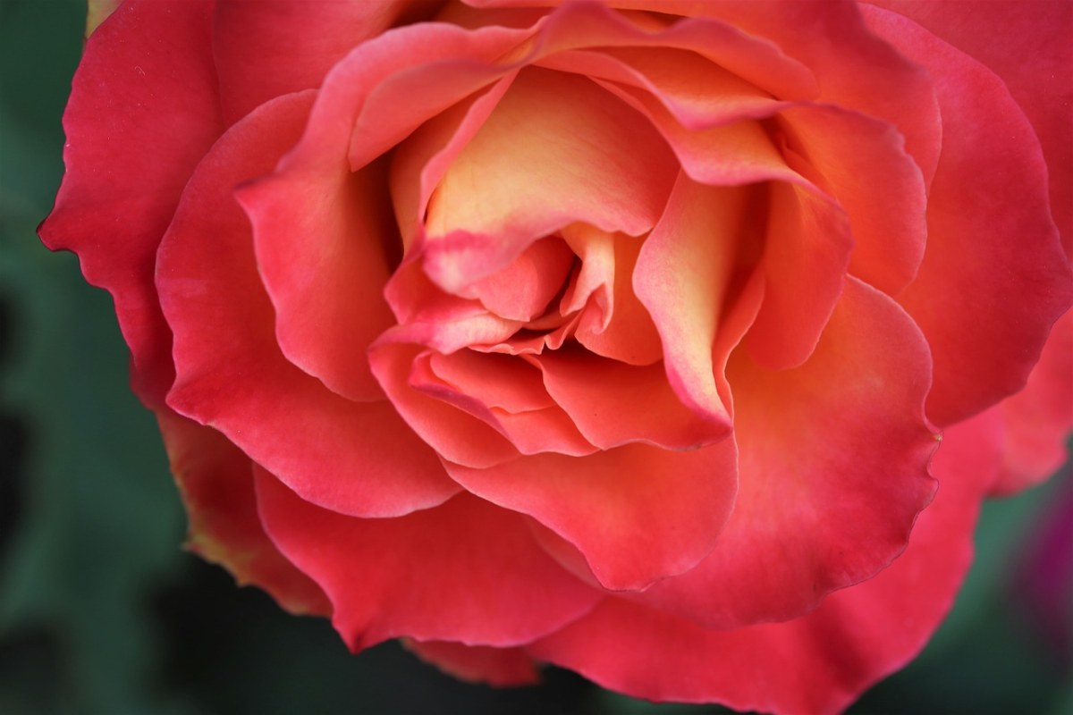 红黄色的玫瑰,alinka,开花