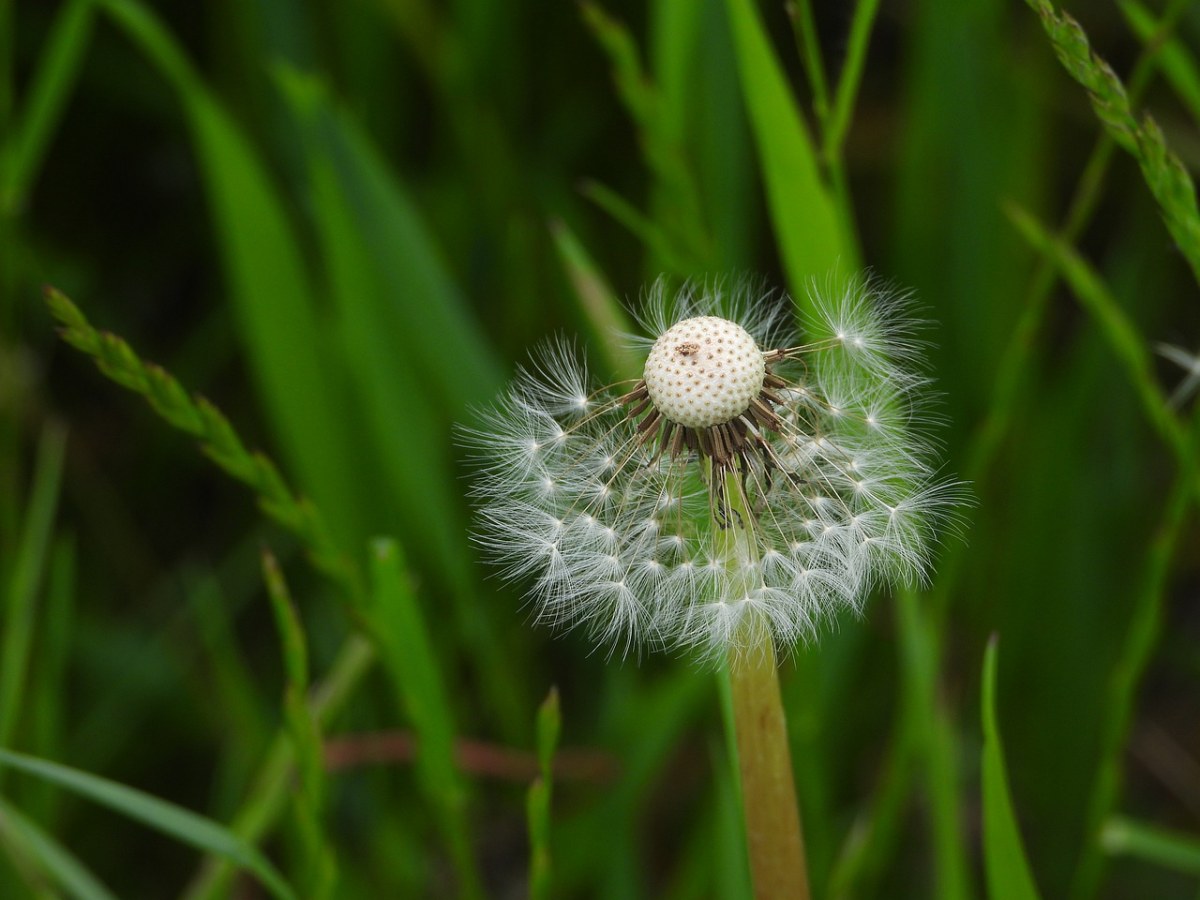 草甸、蒲公英、植物免费图片