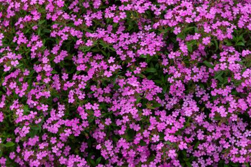 紫色的小花朵背景