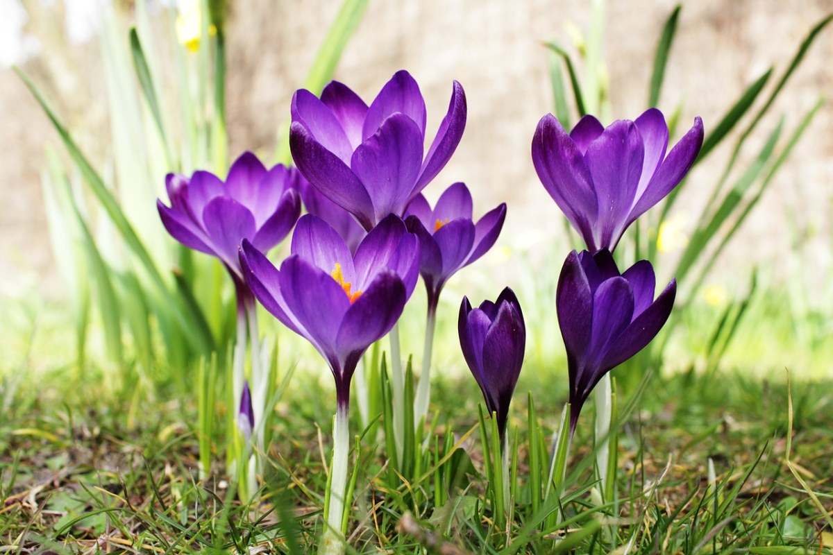 藏红花、紫色的、花免费图片