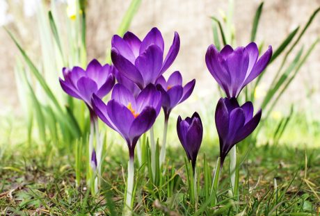 藏红花、紫色的、花