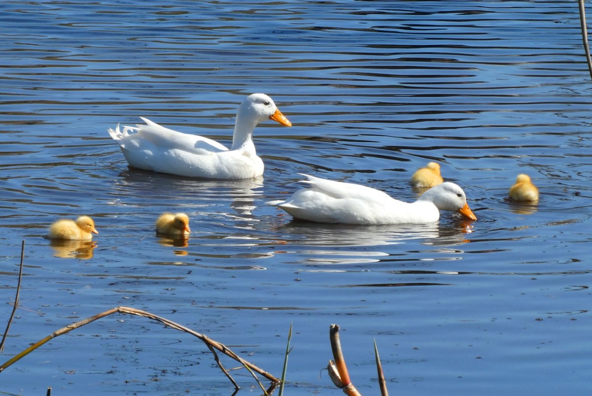 水中的白色鸭子免费图片