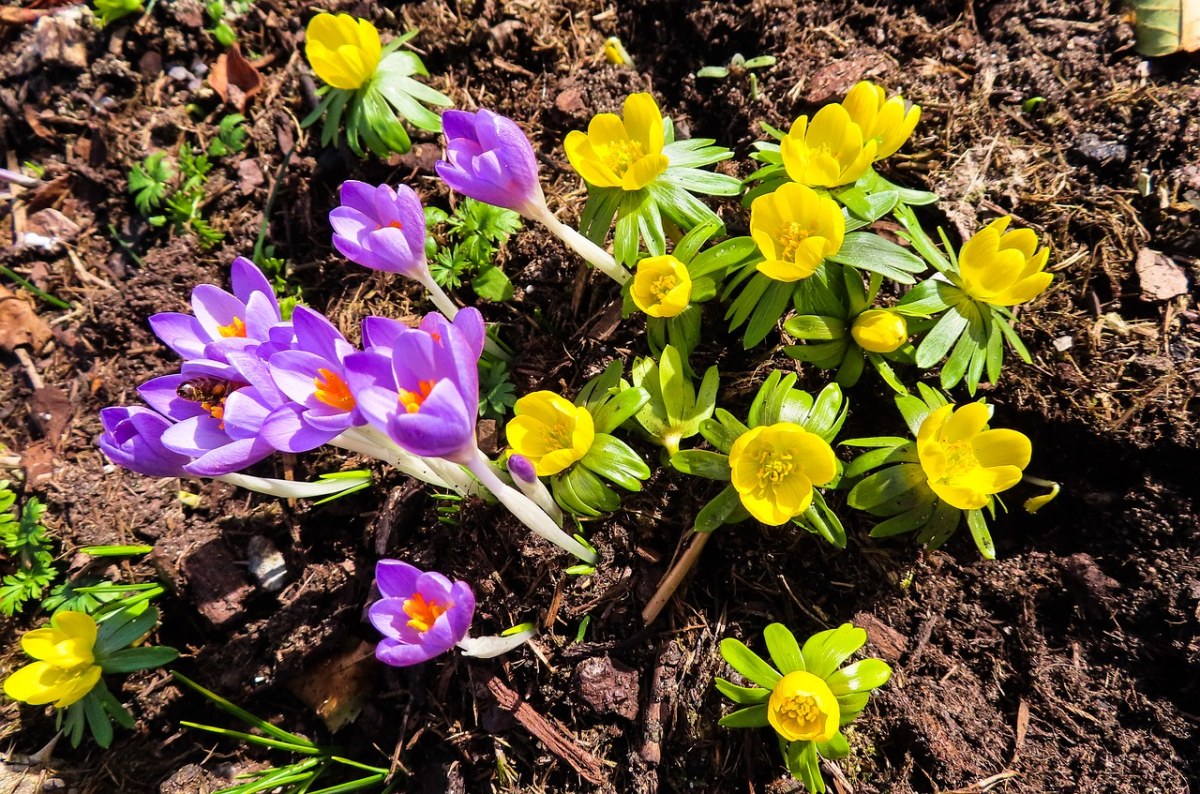 鲜花、春天免费图片