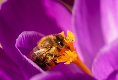 蜜蜂在花蕊采集花粉的特写