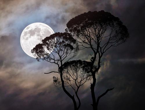 月亮、树、黑暗