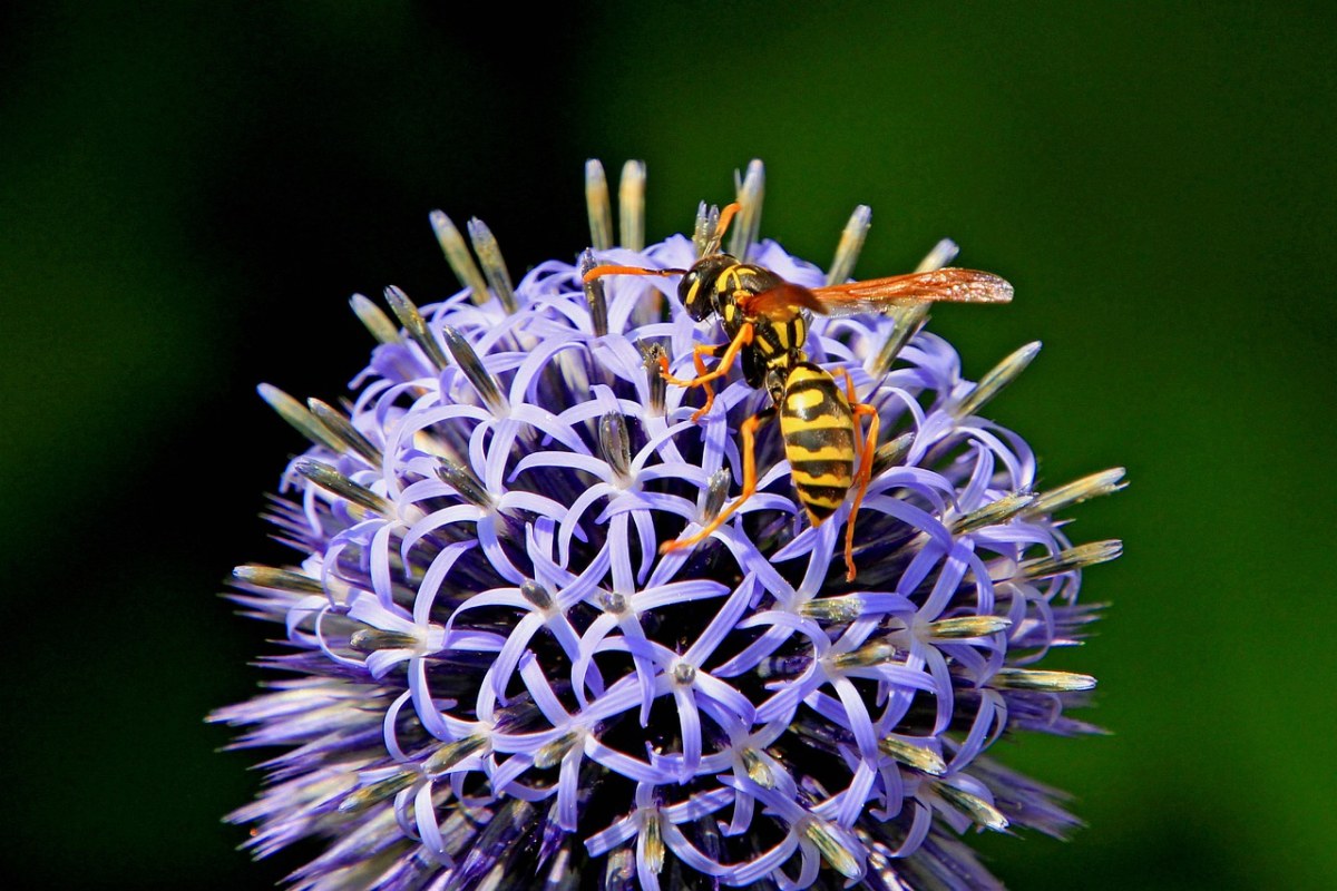 由georgschober贡献发布在pixabay免费图片平台.