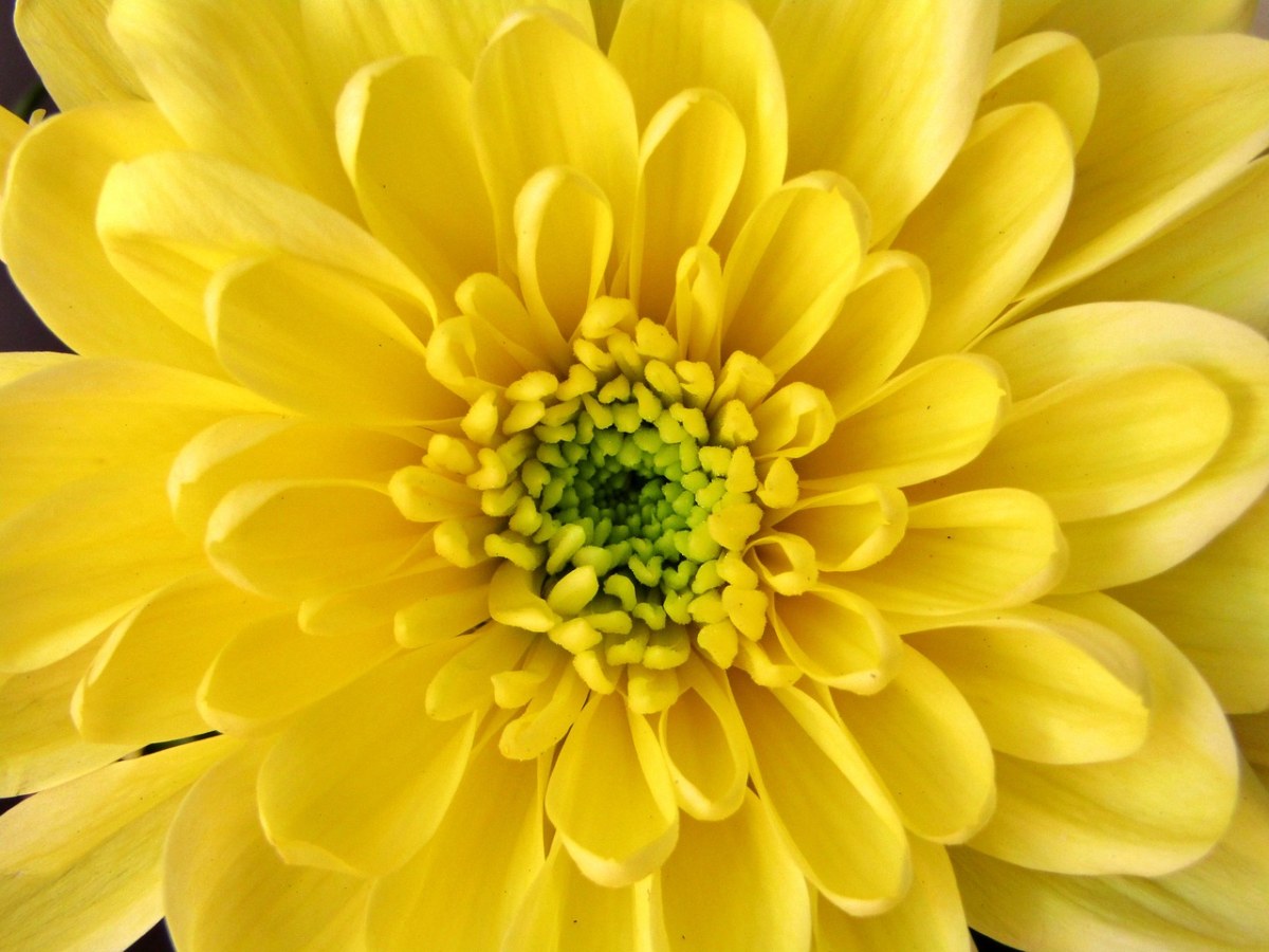 黄色的菊科花朵花蕊免费图片