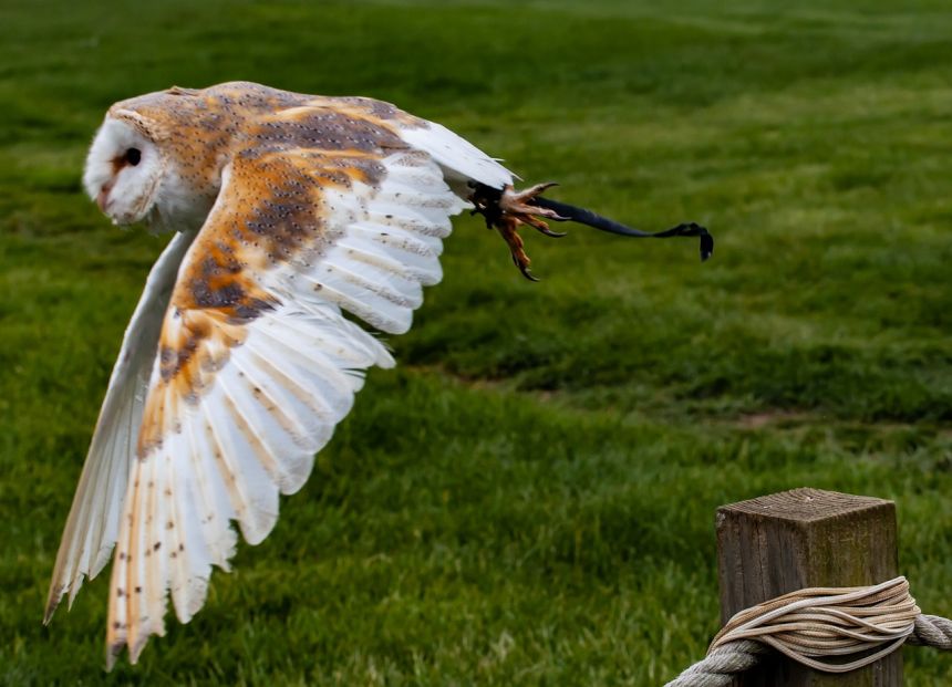 飞的猫头鹰欧洲猫头鹰白猫头鹰