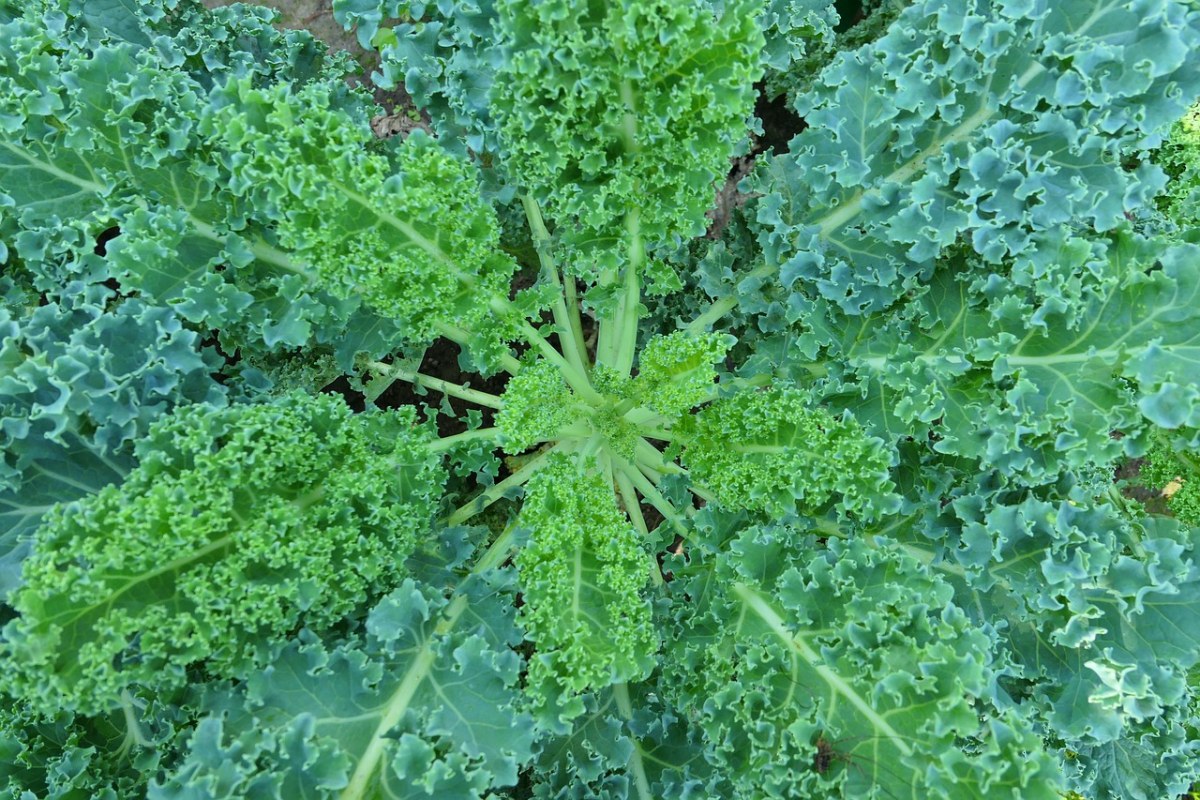 羽衣甘蓝,一种蔬菜,花园