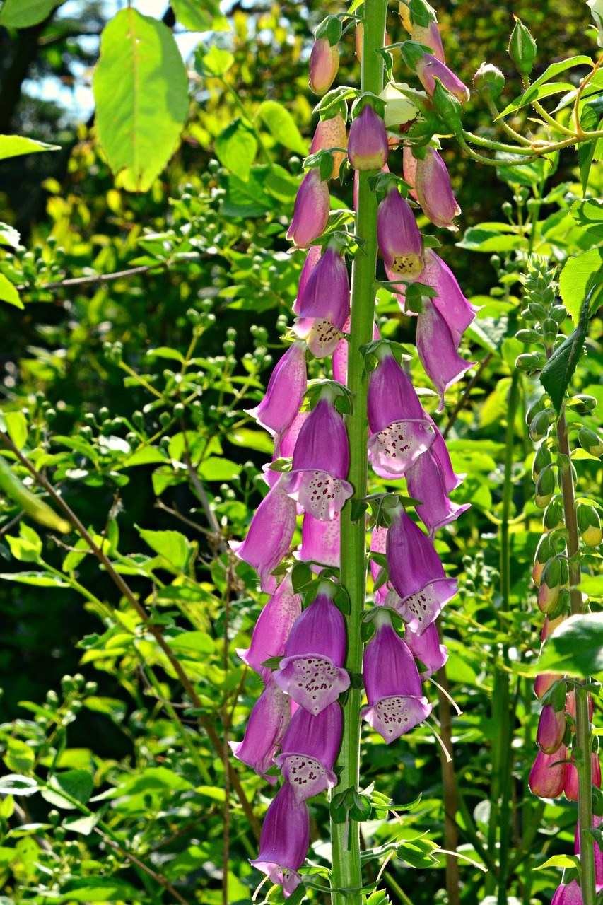 洋地黄,花,植物
