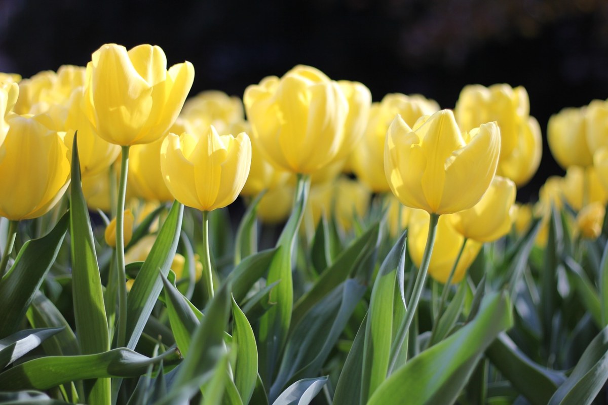 郁金香、黄色、春免费图片