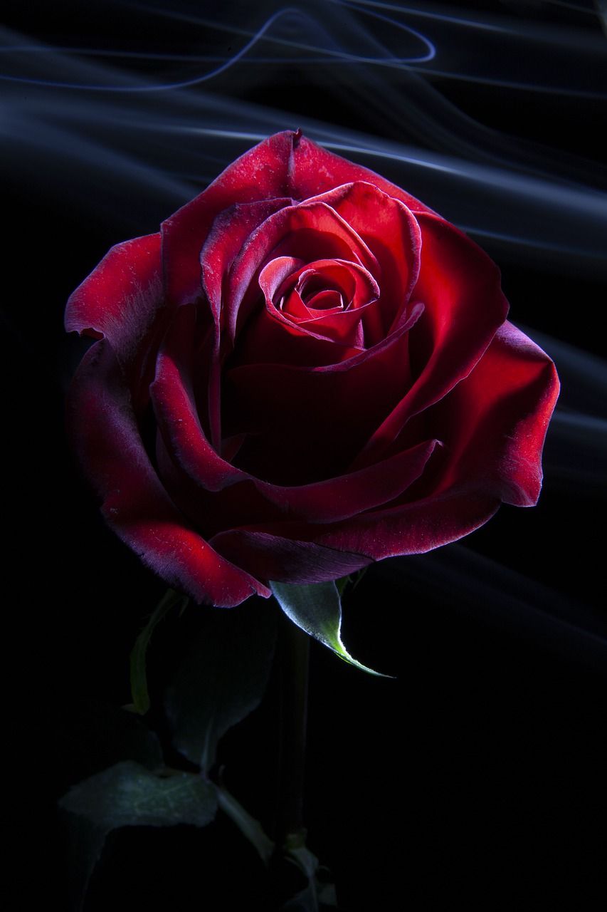 玫瑰,红色,花