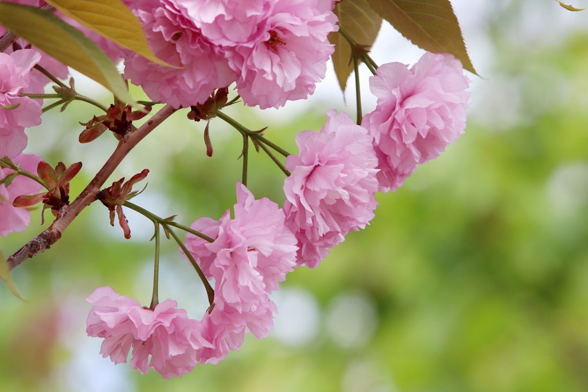 春天粉色的樱花免费图片
