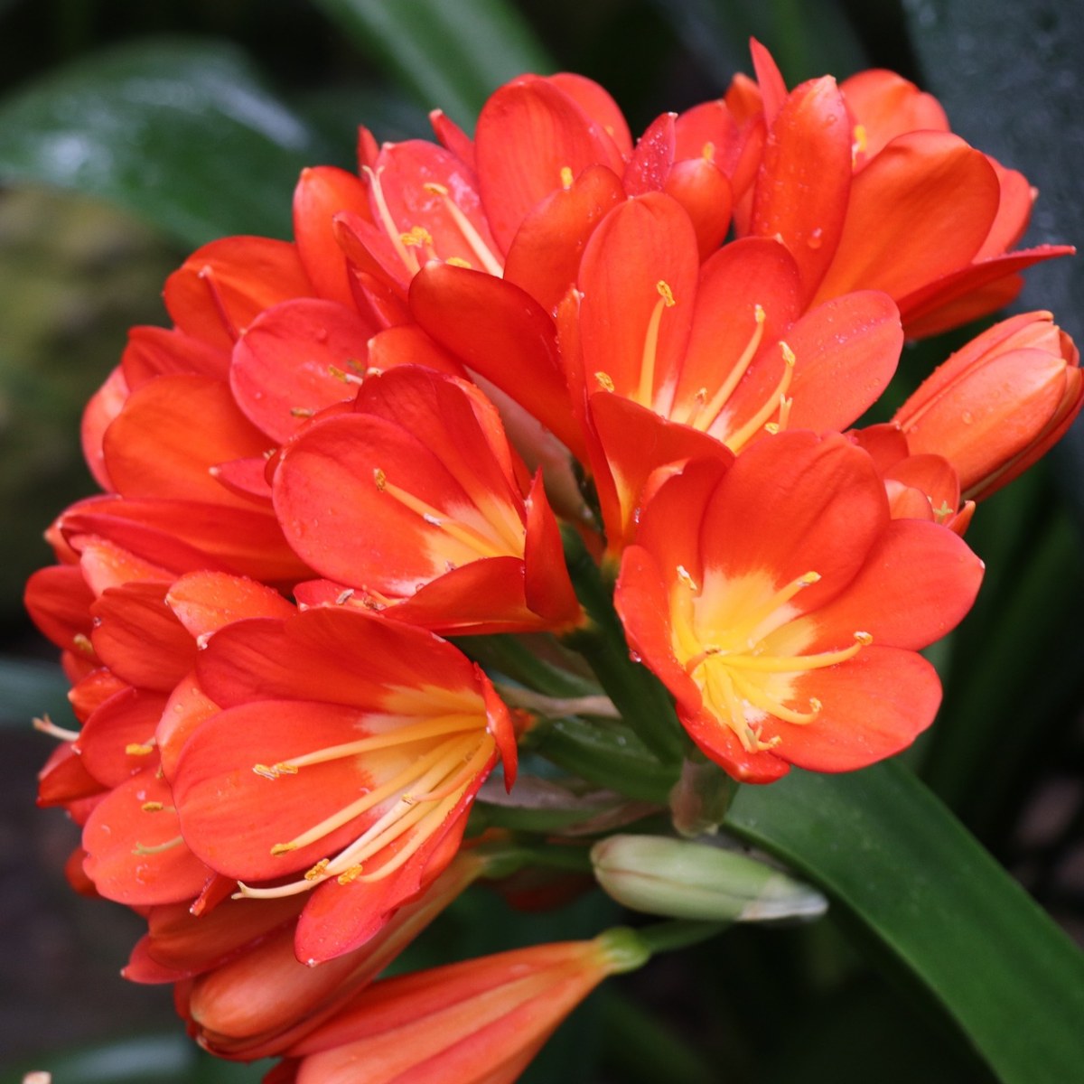 鲜花、花束、橙色免费图片