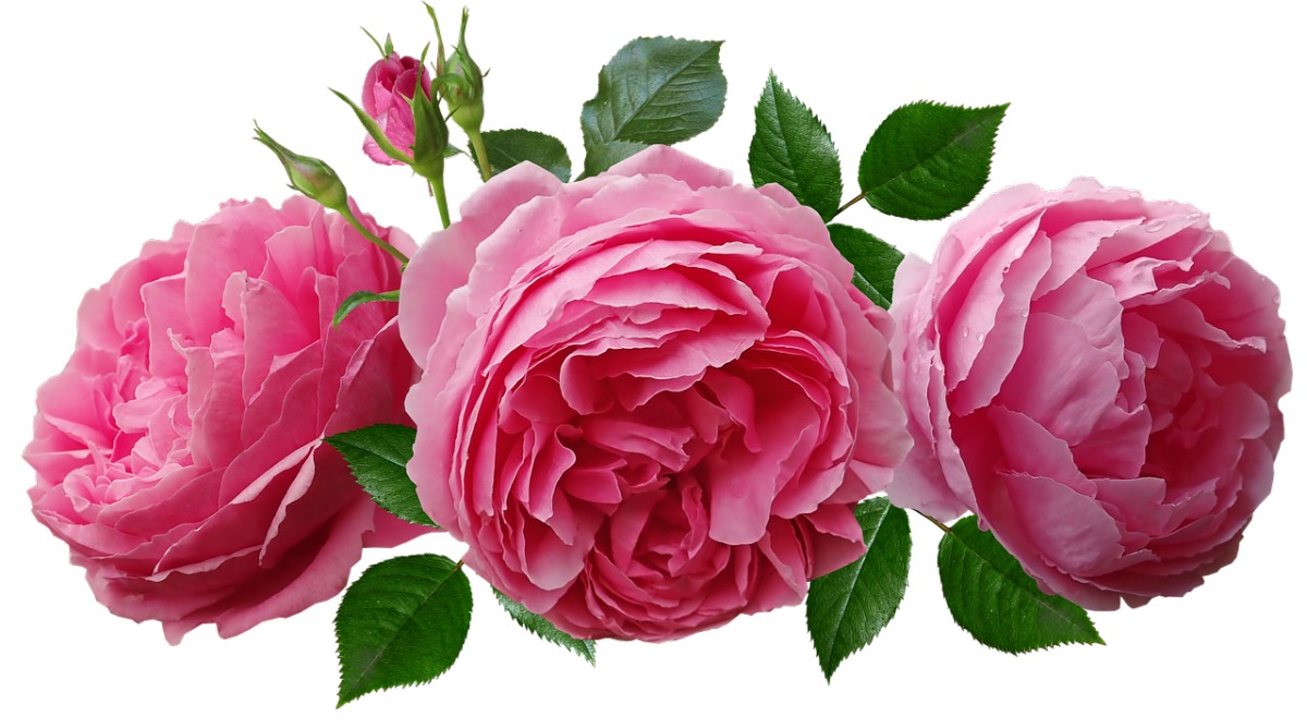 玫瑰、粉红色、香免费图片