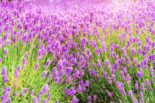 熏衣草、花、开花