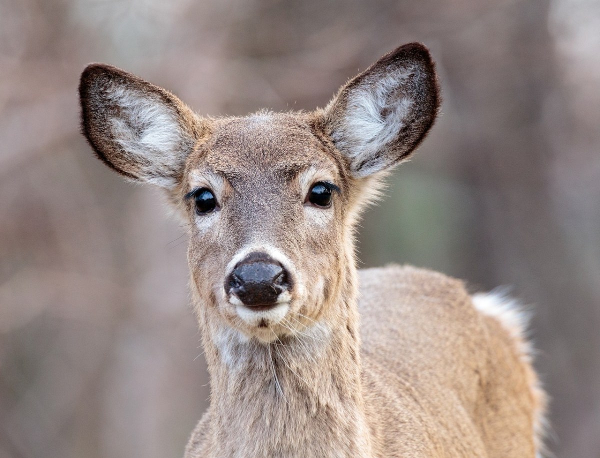 母鹿的眼睛图片